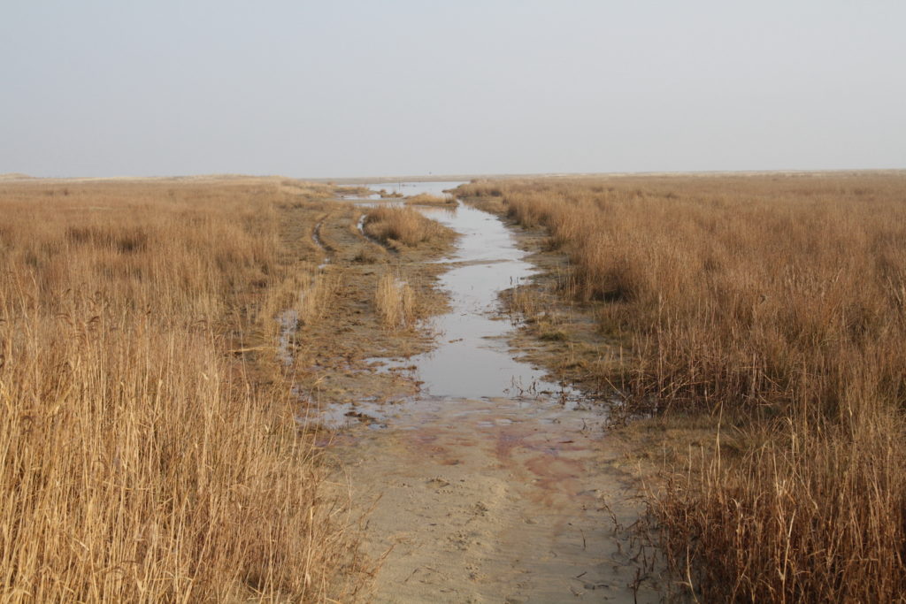 Weg im Osten von Spiekeroog (2014)