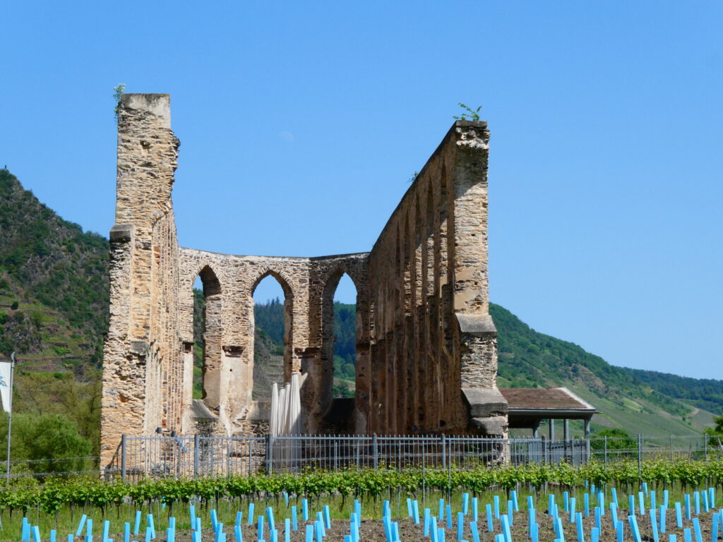 Klosterruine Stuben inmitten von Weinreben