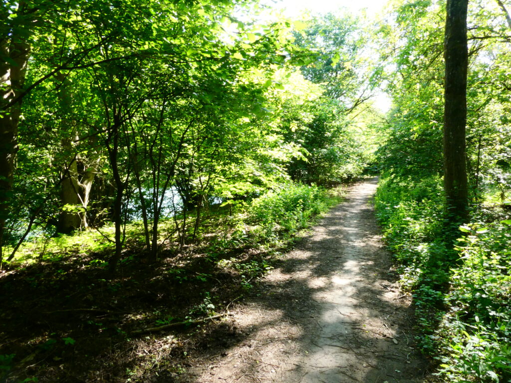 Im Wald zwischen Klotten und Treis-Karden