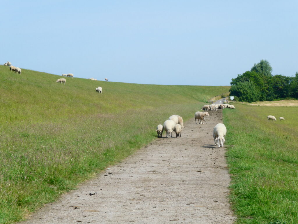 Ein häufiges Bild am Nordseeküstenradweg: Schafe am und auf dem Radweg