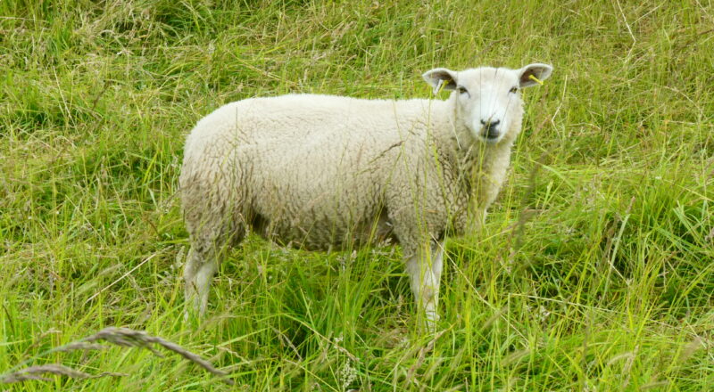 Schaf am Nordseeküstenradweg