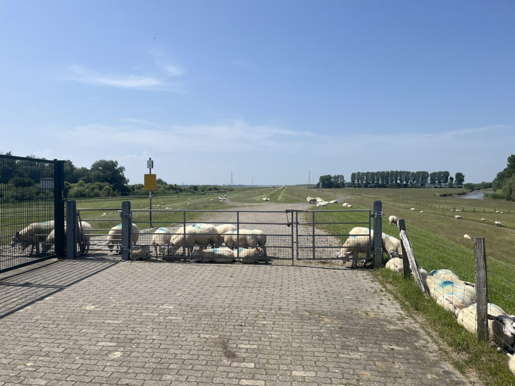 Deich mit Zaun und Schafen