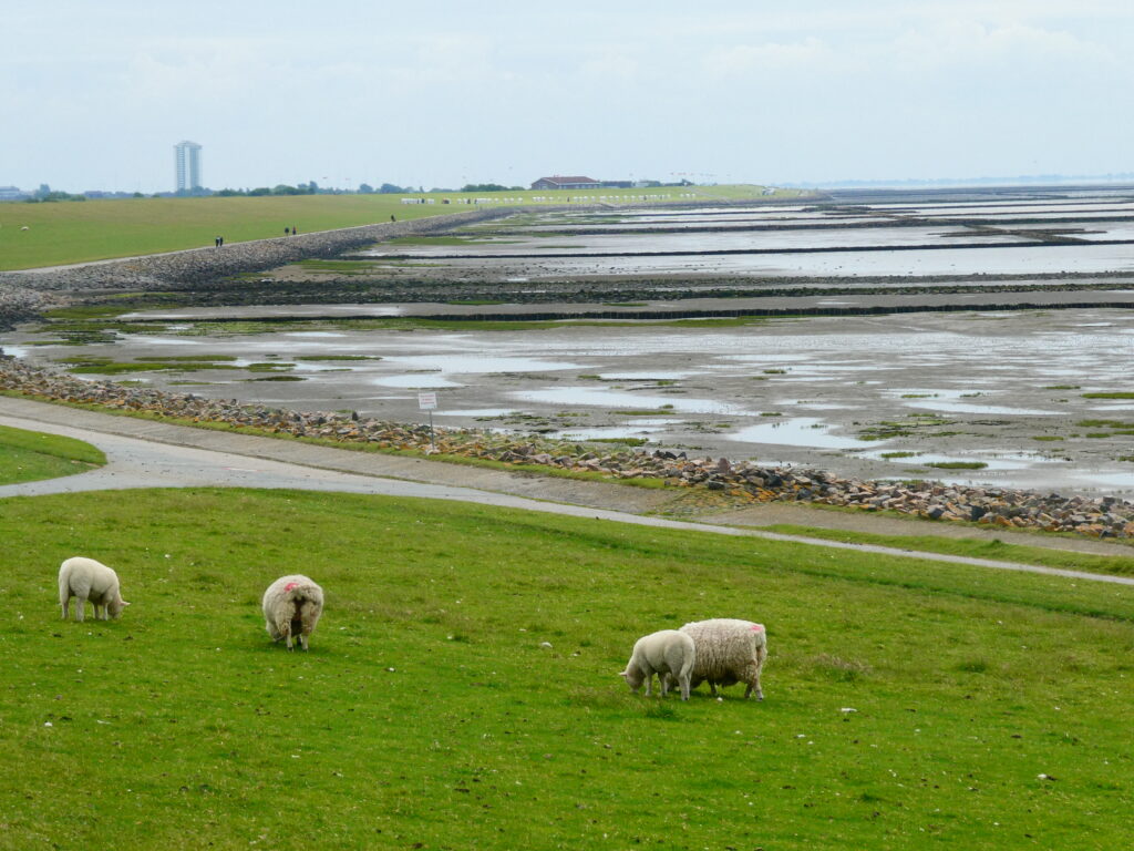Blick zurück über das Watt nach Büsum