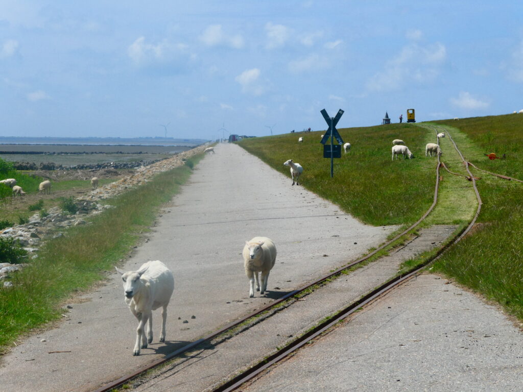 Kurz hinter dem Hafen Schlüttsiel: die Lorenbahn, die die Halligen Langeneß und Oland versorgt 